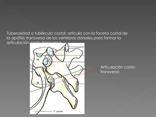Tuberosidad o tubérculo costal: articula con la faceta costal de la apófisis transversa de las vértebras dorsales para formar la articulación costo-transversa Articulación costo-transversa 