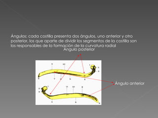 Ángulos: cada costilla presenta dos ángulos, uno anterior y otro posterior, los que aparte de dividir los segmentos de la costilla son los responsables de la formación de la curvatura radial Ángulo posterior Ángulo anterior 