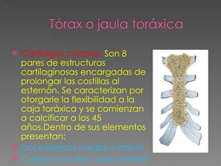 Cartílagos costales:  Son 8 pares de estructuras cartilaginosas encargadas de prolongar las costillas al esternón. Se caracterizan por otorgarle la flexibilidad a la caja toráxica y se comienzan a calcificar a los 45 años.Dentro de sus elementos presentan: Dos extremos medial y lateral Cuerpo con dos caras anterior y posterior 
