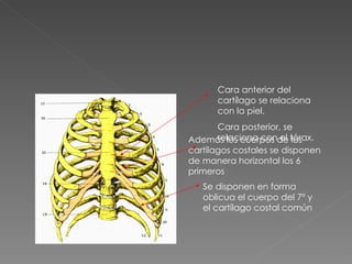 Cara anterior del cartílago se relaciona con la piel. Cara posterior, se relaciona con el tórax. Además los cuerpos de los cartílagos costales se disponen de manera horizontal los 6 primeros  Se disponen en forma oblicua el cuerpo del 7º y el cartílago costal común 