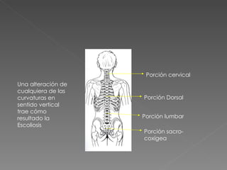 Una alteración de cualquiera de las curvaturas en sentido vertical trae cómo resultado la Escoliosis Porción cervical Porción Dorsal Porción lumbar Porción sacro-coxígea 