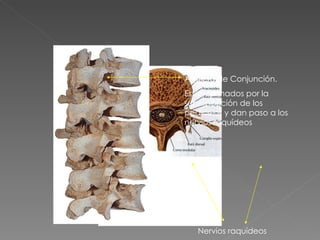 Agujero de Conjunción. Están formados por la superposición de los pedículos y dan paso a los nervios raquídeos Nervios raquídeos 