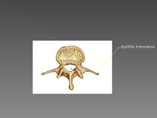 Apófisis transversa 
