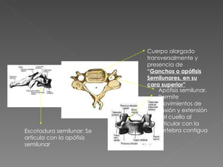 Cuerpo alargado transversalmente y presencia de  “ Ganchos o apófisis Semilunares, en su cara superior” Apófisis semilunar. Permite movimientos de flexión y extensión del cuello al articular con la vértebra contigua Escotadura semilunar: Se articula con la apófisis semilunar 
