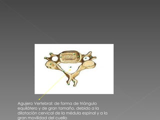 Agujero Vertebral: de forma de triángulo equilátero y de gran tamaño, debido a la dilatación cervical de la médula espinal y a la gran movilidad del cuello 