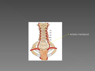 Arteria Vertebral 