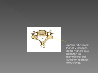 Apófisis articulares: Planas y Oblicuas, de tal manera que permitan los movimientos del cuello en todas las direcciones. 