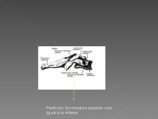 Pedículo: Escotadura superior casi igual a la inferior 