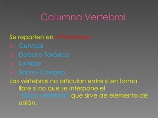 Se reparten en  4 Porciones: Cervical Dorsal o Toráxica Lumbar Sacro- Coxígea Las vértebras no articulan entre sí en forma libre si no que se interpone el  “Disco vertebral”  que sirve de elemento de unión. 