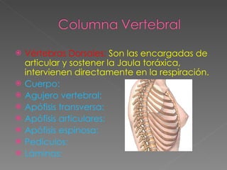 Vértebras Dorsales:  Son   las encargadas de articular y sostener la Jaula toráxica, intervienen directamente en la respiración. Cuerpo:  Agujero vertebral:  Apófisis transversa:  Apófisis articulares:  Apófisis espinosa: Pedículos: Láminas: 
