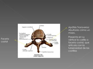 Apófisis Transversa: Abultada cómo un mazo. Presenta en su vértice la carilla o faceta costal, que articula con la tuberosidad de las costillas Faceta costal 