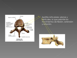Apófisis Articulares: planas y verticales, lo que permite los movimientos de flexión, extensión y rotación. 