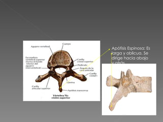 Apófisis Espinosa: Es larga y oblicua. Se dirige hacia abajo y atrás 