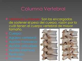 Vértebras Lumbares:  Son las encargadas de sostener el peso del cuerpo, razón por la cuál tienen el cuerpo vertebral de mayor tamaño. Cuerpo:  Agujero vertebral:  Apófisis transversa: Apófisis articulares: Apófisis espinosa: Pedículos: Láminas: 