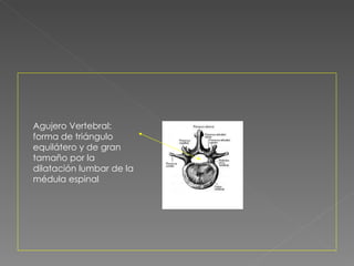 Agujero Vertebral: forma de triángulo equilátero y de gran tamaño por la dilatación lumbar de la médula espinal 