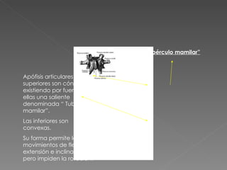 Apófisis articulares: las superiores son cóncavas, existiendo por fuera de ellas una saliente denominada “ Tubérculo mamilar”. Las inferiores son convexas. Su forma permite los movimientos de flexión, extensión e inclinación, pero impiden la rotación. “ tubérculo mamilar” 