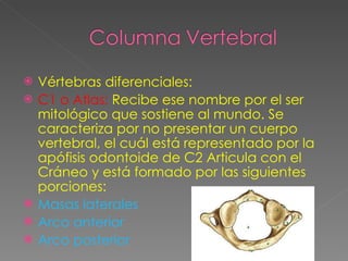 Vértebras diferenciales: C1 o Atlas:  Recibe ese nombre por el ser mitológico que sostiene al mundo. Se caracteriza por no presentar un cuerpo vertebral, el cuál está representado por la apófisis odontoide de C2 Articula con el Cráneo y está formado por las siguientes porciones: Masas laterales Arco anterior Arco posterior 