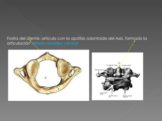 Fosita del diente: articula con la apófisis odontoide del Axis, formado la articulación  atloido-axoidea central 