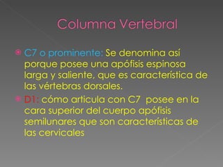 C7 o prominente:  Se denomina así porque posee una apófisis espinosa larga y saliente, que es característica de las vértebras dorsales. D1:  cómo articula con C7  posee en la cara superior del cuerpo apófisis semilunares que son características de las cervicales 