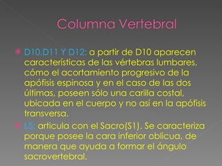 D10,D11 Y D12:   a partir de D10 aparecen características de las vértebras lumbares, cómo el acortamiento progresivo de la apófisis espinosa y en el caso de las dos últimas, poseen sólo una carilla costal, ubicada en el cuerpo y no así en la apófisis transversa. L5:   articula con el Sacro(S1). Se caracteriza porque posee la cara inferior oblicua, de manera que ayuda a formar el ángulo sacrovertebral. 