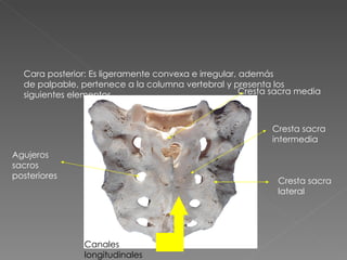 Cara posterior: Es ligeramente convexa e irregular, además de palpable, pertenece a la columna vertebral y presenta los siguientes elementos Cresta sacra media Canales longitudinales Cresta sacra intermedia Agujeros sacros posteriores Cresta sacra lateral 