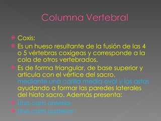Coxis: Es un hueso resultante de la fusión de las 4 o 5 vértebras coxígeas y corresponde a la cola de otros vertebrados. Es de forma triangular, de base superior y articula con el vértice del sacro,  mediante una carilla media oval y las astas del coxis,  ayudando a formar las paredes laterales del hiato sacro. Además presenta:  Una cara anterior Una cara posterior 