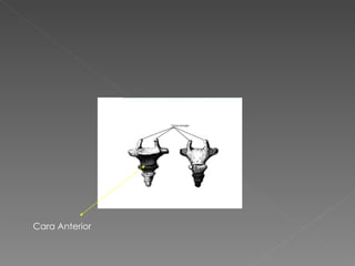 Cara Anterior 