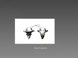 Cara Posterior 