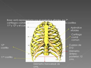 Base: está representada por el apéndice xifoides, los 7º cartílagos costales,los cartílagos costales comunes, las costillas 11ª y 12ª y el cuerpo de D12. Apéndice xifoides Cartílago costal común 11ª costilla 12ª costilla Cuerpo de D12 Diámetro transversal: 26 cms. Diámetro ántero-posterior: 12 cms. 