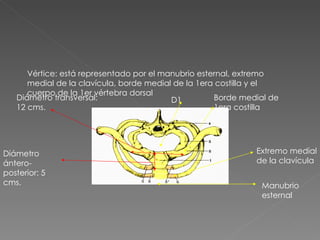 Vértice: está representado por el manubrio esternal, extremo medial de la clavícula, borde medial de la 1era costilla y el cuerpo de la 1er vértebra dorsal D1 Borde medial de 1era costilla Extremo medial de la clavícula Manubrio esternal Diámetro ántero-posterior: 5 cms. Diámetro transversal: 12 cms. 