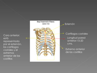 Cara anterior: está representada por el esternón, los cartílagos costales y el extremos anterior de las costillas Esternón Cartílagos costales Extremo anterior de las costillas Longitud pared anterior:15-20 cms. 