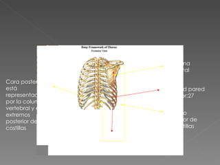 Cara posterior: está representada por la columna vertebral y el extremos posterior de las costillas Columna vertebral Extremo posterior de las costillas Longitud pared posterior:27 cms. 