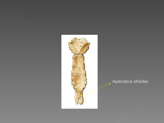 Apéndice xifoides 