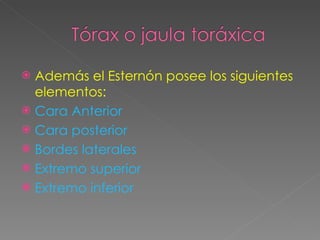 Además el Esternón posee los siguientes elementos: Cara Anterior Cara posterior Bordes laterales Extremo superior Extremo inferior 