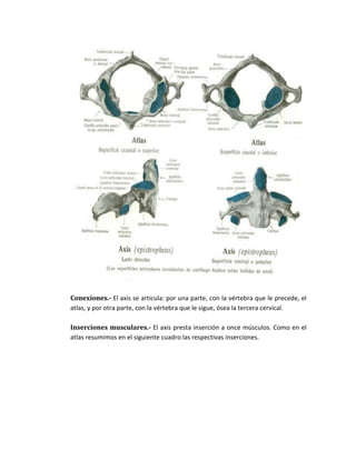 Conexiones.- El axis se articula: por una parte, con la vértebra que le precede, el
atlas, y por otra parte, con la vértebra que le sigue, ósea la tercera cervical.
Inserciones musculares.- El axis presta inserción a once músculos. Como en el
atlas resumimos en el siguiente cuadro las respectivas inserciones.
 