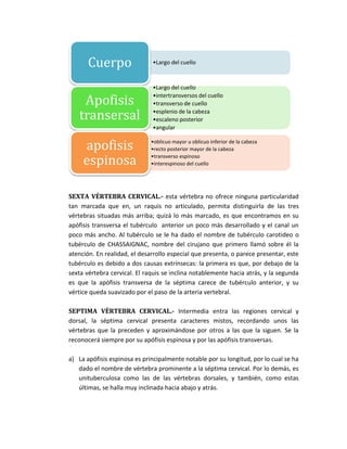 SEXTA VÉRTEBRA CERVICAL.- esta vértebra no ofrece ninguna particularidad
tan marcada que en, un raquis no articulado, permita distinguirla de las tres
vértebras situadas más arriba; quizá lo más marcado, es que encontramos en su
apófisis transversa el tubérculo anterior un poco más desarrollado y el canal un
poco más ancho. Al tubérculo se le ha dado el nombre de tubérculo carotideo o
tubérculo de CHASSAIGNAC, nombre del cirujano que primero llamó sobre él la
atención. En realidad, el desarrollo especial que presenta, o parece presentar, este
tubérculo es debido a dos causas extrínsecas: la primera es que, por debajo de la
sexta vértebra cervical. El raquis se inclina notablemente hacia atrás, y la segunda
es que la apófisis transversa de la séptima carece de tubérculo anterior, y su
vértice queda suavizado por el paso de la arteria vertebral.
SEPTIMA VÉRTEBRA CERVICAL.- Intermedia entra las regiones cervical y
dorsal, la séptima cervical presenta caracteres mistos, recordando unos las
vértebras que la preceden y aproximándose por otros a las que la siguen. Se la
reconocerá siempre por su apófisis espinosa y por las apófisis transversas.
a) La apófisis espinosa es principalmente notable por su longitud, por lo cual se ha
dado el nombre de vértebra prominente a la séptima cervical. Por lo demás, es
unituberculosa como las de las vértebras dorsales, y también, como estas
últimas, se halla muy inclinada hacia abajo y atrás.
•Largo del cuelloCuerpo
•Largo del cuello
•intertransversos del cuello
•transverso de cuello
•esplenio de la cabeza
•escaleno posterior
•angular
Apofisis
transersal
•oblicuo mayor u oblicuo inferior de la cabeza
•recto posterior mayor de la cabeza
•transverso espinoso
•interespinoso del cuello
apofisis
espinosa
 