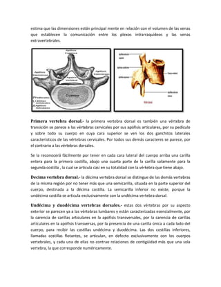 estima que las dimensiones están principal mente en relación con el volumen de las venas
que establecen la comunicación entre los plexos intrarraquídeos y las venas
extravertebrales.
Primera vertebra dorsal.- la primera vertebra dorsal es también una vértebra de
transición se parece a las vértebras cervicales por sus apófisis articulares, por su pedículo
y sobre todo su cuerpo en cuya cara superior se ven los dos ganchitos laterales
característicos de las vértebras cervicales. Por todos sus demás caracteres se parece, por
el contrario a las vértebras dorsales.
Se la reconocerá fácilmente por tener en cada cara lateral del cuerpo arriba una carilla
entera para la primera costilla, abajo una cuarta parte de la carilla solamente para la
segunda costilla , la cual se articula casi en su totalidad con la vértebra que tiene abajo.
Decima vertebra dorsal.- la décima vertebra dorsal se distingue de las demás vertebras
de la misma región por no tener más que una semicarilla, situada en la parte superior del
cuerpo, destinada a la décima costilla. La semicarilla inferior no existe, porque la
undécima costilla se articula exclusivamente con la undécima vertebra dorsal.
Undécima y duodécima vertebras dorsales.- estas dos vértebras por su aspecto
exterior se parecen ya a las vértebras lumbares y están caracterizadas esencialmente, por
la carencia de carillas articulares en la apófisis transversales, por la carencia de carillas
articulares en la apófisis transversas, por la presencia de una carilla única a cada lado del
cuerpo, para recibir las costillas undécima y duodécima. Las dos costillas inferiores,
llamadas costillas flotantes, se articulan, en defecto exclusivamente con los cuerpos
vertebrales, y cada una de ellas no contrae relaciones de contigüidad más que una sola
vertebra, la que corresponde numéricamente.
 
