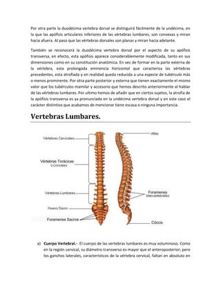 Por otra parte la duodécima vertebra dorsal se distinguirá fácilmente de la undécima, en
la que las apófisis articulares inferiores de las vértebras lumbares, son convexas y miran
hacia afuera. Al paso que las vértebras dorsales son planas y miran hacia adelante.
También se reconocerá la duodécima vertebra dorsal por el aspecto de su apófisis
transversa, en efecto, esta apófisis aparece considerablemente modificada, tanto en sus
dimensiones como en su constitución anatómica. En vez de formar en la parte externa de
la vértebra, esta prolongada eminencia horizontal que caracteriza las vértebras
precedentes, esta atrofiada y en realidad queda reducida a una especie de tubérculo más
o menos prominente. Por otra parte posterior y externa que tienen exactamente el mismo
valor que los tubérculos mamilar y accesorio que hemos descrito anteriormente al hablar
de las vértebras lumbares. Por ultimo hemos de añadir que en ciertos sujetos, la atrofia de
la apófisis transversa es ya pronunciada en la undécima vertebra dorsal y en este caso el
carácter distintivo que acabamos de mencionar tiene escasa o ninguna importancia.
Vertebras Lumbares.
a) Cuerpo Vertebral.- El cuerpo de las vertebras lumbares es muy voluminoso. Como
en la región cervical, su diámetro transverso es mayor que el anteroposterior; pero
los ganchos laterales, característicos de la vértebra cervical, faltan en absoluto en
 