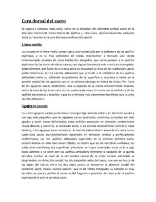 Cara dorsal del sacro
Es rugosa y convexa hacia atrás, tanto en la dirección del diámetro vertical cama en la
dirección horizontal. Cinco hileras de apófisis y tubérculos, aproximadamente paralelos
entre sí, recorren esta cara del sacra en dirección caudal.
Línea media
Las situada en la línea media, cresta sacra, está constituida por la soldadura de las apófisis
espinosas y es la más ostensible de todas; representan a menudo una cresta
ininterrumpida prevista de cinco tubérculos alargados, que corresponden a la apófisis
espinosas de las cinco vértebras sacras; con alguna frecuencia esta cresta es incompleta.
Bilateralmente, por fuera de la cresta sacra se encuentra la línea de los tubérculos sacros
posterointeriores, (crista sacralis articularis) que procede a la soldadura de las apófisis
articulares entre sí, sobresale escasamente de la superficie y ocasiona a veces en la
porción medial de los agujeros sacros un saliente oblongo en forma de cresta. Por fuera
de los agujeros sacros posteriores, que la separan de la cresta anteriormente descrita,
existe la línea de los tubérculos sacros posteroexteriores, formada por la soldadura de las
apófisis transversas o costales, y que es a menudo más claramente manifiesta que la crista
sacralis articularis.
Agujeros sacros
Los cinco agujeros sacros posteriores convergen ligeramente entre sí en dirección caudal y
son algo más pequeños que los agujeros sacros anteriores; asimismo, su bordes son más
agudos y están mejor delimitados; estos orificios conducen en dirección ventromedial
(hacia delante y adentro), al conducto sacro, y en sentido directamente ventral o hacia
delante, a los agujeros sacro anteriores. A nivel de extremidad craneal de la cresta de los
tubérculos sacros posterointeriores ascienden, en dirección vertical y perfectamente
conformadas, las dos apófisis articulares superiores de la primera vértebra sacra,
encontrándose en ellas bien desarrollados, lo mismo que en las vértebras lumbares, los
tubérculos mamilares; sus superficies articulares se hayan orientadas hacia atrás y algo
hacia adentro y se unen con las apófisis articulares inferiores o caudales de la quinta
vértebra lumbar. A nivel de la extremidad caudal de la crista sacralis articularis se
desprenden, en dirección caudal, las dos pequeñas astas del sacro, que van en busca de
las aspas del cóccix; entre las dos astas sacras se encuentra la abertura caudal del
conducto sacro, (hiatus canalis sacralis) que es de forma triangular; su tamaño es muy
variable, ya que es posible la ausencia del fragmento posterior del arco y de la apófisis
espinosa de la quinta vértebra sacra.
 