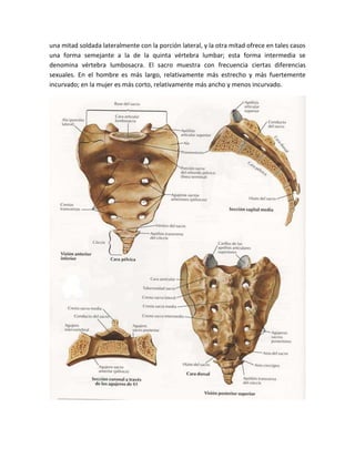 una mitad soldada lateralmente con la porción lateral, y la otra mitad ofrece en tales casos
una forma semejante a la de la quinta vértebra lumbar; esta forma intermedia se
denomina vértebra lumbosacra. El sacro muestra con frecuencia ciertas diferencias
sexuales. En el hombre es más largo, relativamente más estrecho y más fuertemente
incurvado; en la mujer es más corto, relativamente más ancho y menos incurvado.
 