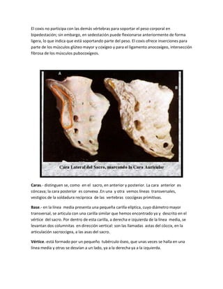 El coxis no participa con las demás vértebras para soportar el peso corporal en
bipedestación; sin embargo, en sedestación puede flexionarse anteriormente de forma
ligera, lo que indica que está soportando parte del peso. El coxis ofrece inserciones para
parte de los músculos glúteo mayor y coxígeo y para el ligamento anocoxígeo, intersección
fibrosa de los músculos pubocoxígeos.
Caras.- distinguen se, como en el sacro, en anterior y posterior. La cara anterior es
cóncava; la cara posterior es convexa .En una y otra vemos líneas transversales,
vestigios de la soldadura reciproca de las vertebras coccígeas primitivas.
Base.- en la línea media presenta una pequeña carilla elíptica, cuyo diámetro mayor
transversal, se articula con una carilla similar que hemos encontrado ya y descrito en el
vértice del sacro. Por dentro de esta carilla, a derecha e izquierda de la línea media, se
levantan dos columnitas en dirección vertical: son las llamadas astas del cóccix, en la
articulación sacroccigea, a las asas del sacro.
Vértice.-está formado por un pequeño tubérculo óseo, que unas veces se halla en una
línea media y otras se desvían a un lado, ya a la derecha ya a la izquierda.
 