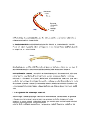 3. Undécima y duodécima costillas. Las dos últimas costillas no presentan tubérculo; su
cabeza tiene una sola cara articular.
La duodécima costilla no presenta surco costal ni ángulo. Su longitud es muy variable.
Puede ser o bien muy corta, o bien tan larga que puede alcanzar hasta los 14cm. Cuando
es muy corta, es casi horizontal.
Arquitectura. Las costillas están formadas, al igual que los huesos planos por una capa de
tejido óseo esponjoso comprendida entre dos láminas de tejido óseo compacto.
Osificación de las costillas. Las costillas se desarrollan a partir de un centro de osificación
primario y tres secundarios. El centro primario aparece antes que el de las vértebras,
entre los 55 y 60 de vida intrauterina, en la unión de los dos tercios anteriores y del tercio
posterior del cartílago. Se inicia por las costillas medias y se extiende seguidamente hacia
las primeras y últimas costillas (Champagne). Los tres centros secundarios forman las dos
eminencias del tubérculo y la cara articular de la cabeza. Estas se desarrollan hacia los 16
años.
C. Cartílagos Costales o cartílagos esternales.
Los cartílagos costales prolongan las costillas anteriormente. Son aplanados al igual que
éstas, y presentan una cara anterior convexa, una cara posterior cóncava, un borde
superior, un borde inferior, un extremo lateral que penetra en la excavación del extremo
anterior de la costilla correspondiente y un extremo medial. El extremo medial de los
 