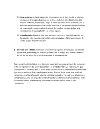 2.1. Cara posterior: en la cara posterior encontramos: en la línea media, la columna
dorsal, mas ancha por abajo que por arriba, a cada lado de esta columna, dos
canales verticales, destinados a alojar el borde posterior de los pulmones, por lo
cual han recibido el nombre de canales pulmonares. La considerable profundidad
de estos canales es esencialmente propio del hombre, considerándose una
consecuencia de su adaptación a la actitud bípeda.
2.2. Caras laterales: Las caras laterales, formadas como en la superficie exterior por
las costillas y los espacios intercostales, son cóncavos y están muy inclinadas de
arriba abajo y de dentro a fuera.
3. Vértice del tórax: el vértice o circunferencia superior del tórax esta constituido:
por delante, pro la horquilla esternal; o detrás, por el cuerpo de la primera vertebra
dorsal; por los lados, por el borde interno de la primera costilla.
Representa in orificio elíptico cuyo diámetro mayor es transversal, a través del cual pasan
todos los órganos que del cuello descienden a la cavidad del tórax, o viceversa, los que
suben del tórax hacia el cuello. El plano de este orificio no es exactamente horizontal; esta
ligeramente inclinado de arriba abajo y de atrás a delante, de tal modo, que una línea
horizontal a nivel de la horquilla esternal y dirigida hacia atrás iría a para, no a la primera
vertebra dorsal, sino a la segunda. El diámetro anteroposterior del vértice del tórax mide,
por termino medio, 5 centímetros: su diámetro transversal varía entre 10 y 13
centímetros.
 