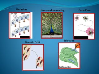 Genetic Equilibrium