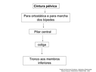 Cintura pélvica Para ortostática e para marcha dos bípedes Pilar central coliga Tronco aos membros inferiores Tratado de Exercícios Corretivos – Aplicados a Reeducação Motora Postural- FRANCESCO TRIBASTONE - 2002 