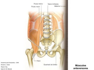 Anatomia para Estudantes – 2005 Richard L. Drake Wayne Volg Adam W. M. Mitchell Músculos anteversores 