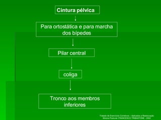 Cintura pélvica Para ortostática e para marcha dos bípedes Pilar central coliga Tronco aos membros inferiores Tratado de Exercícios Corretivos – Aplicados a Reeducação Motora Postural- FRANCESCO TRIBASTONE - 2002 