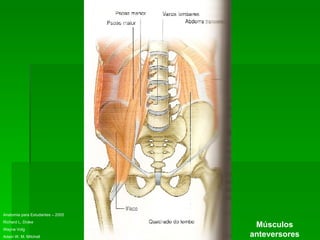 Anatomia para Estudantes – 2005 Richard L. Drake Wayne Volg Adam W. M. Mitchell Músculos anteversores 