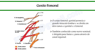 Genito Femoral
O corpo femoral-genital permeia o
grande músculo lombar e se divide em
dois ramos: o genital e o femoral.
Também conhecido como nervo seminal,
é dirigido para baixo e, passa através do
canal inguinal.
 