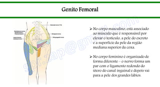 Genito Femoral
No corpo masculino, está associado
ao músculo que é responsável por
elevar o testículo, a pele do escroto
e a superfície da pele da região
mediana superior da coxa.
No corpo feminino é organizado de
forma diferente – o nervo forma um
par com o ligamento redondo do
útero do canal inguinal e depois vai
para a pele dos grandes lábios.
 